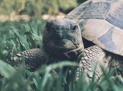 Efeito tartaruga: o que leva à ejaculação retardada